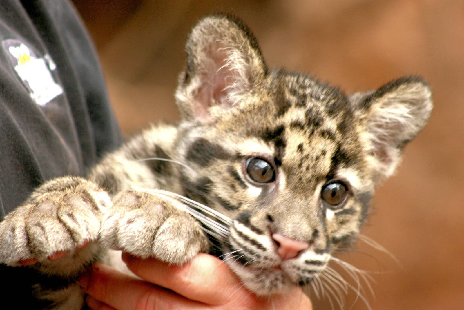 Clouded leopard cub; RSCC; 31st July 2015