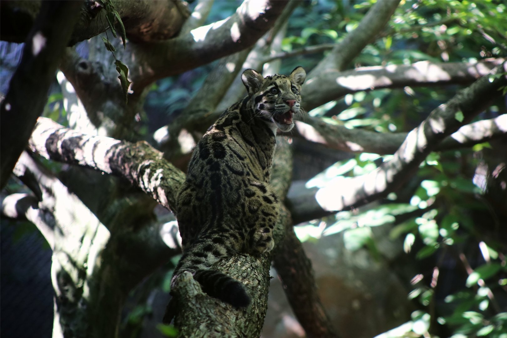 Clouded Leopard Cub, September 2019