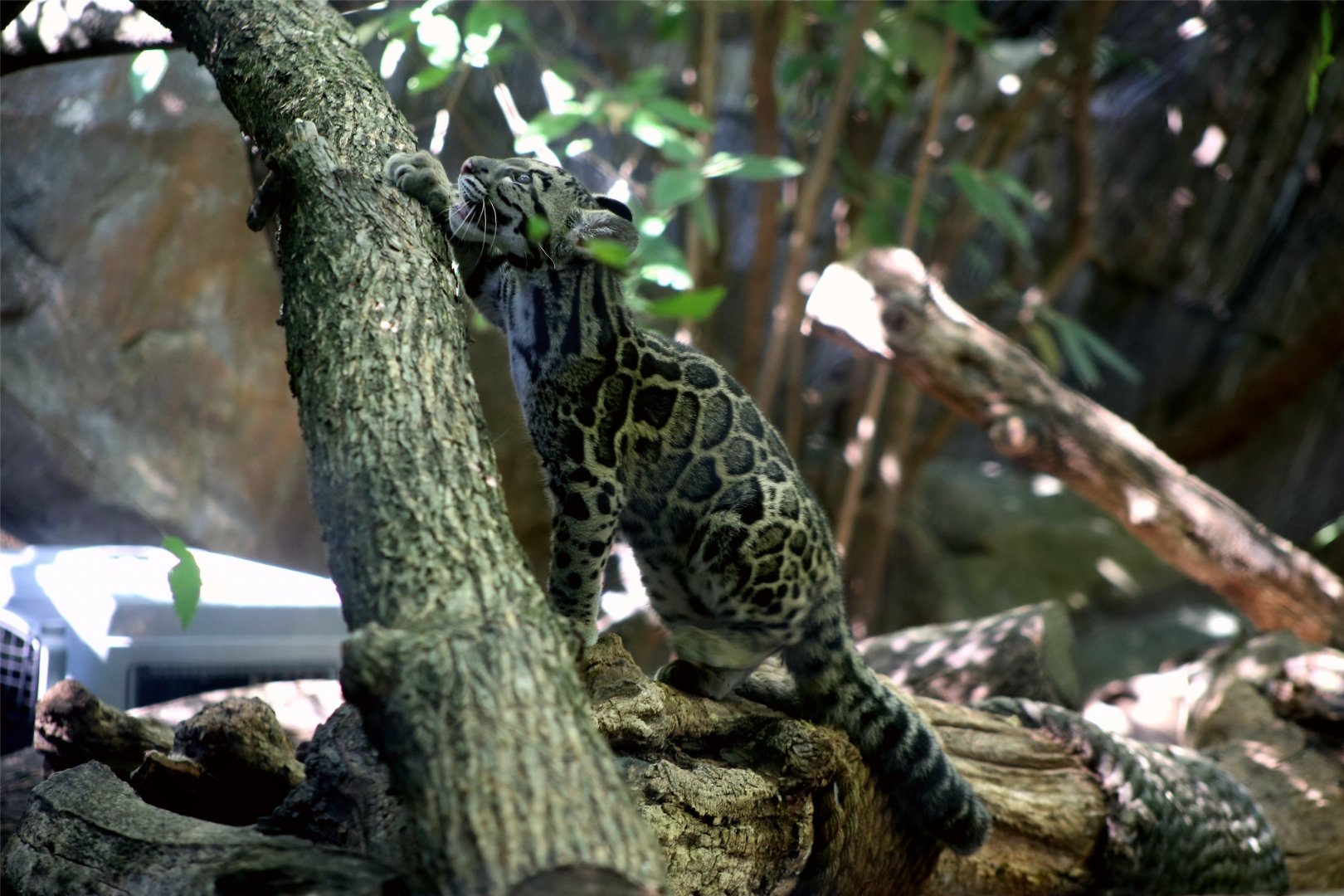 Clouded Leopard Cub, September 2019