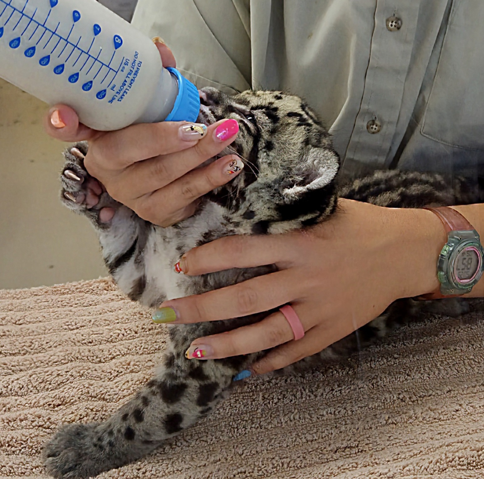 Clouded Leopard Cub  - Tanganyika Wildlife Park