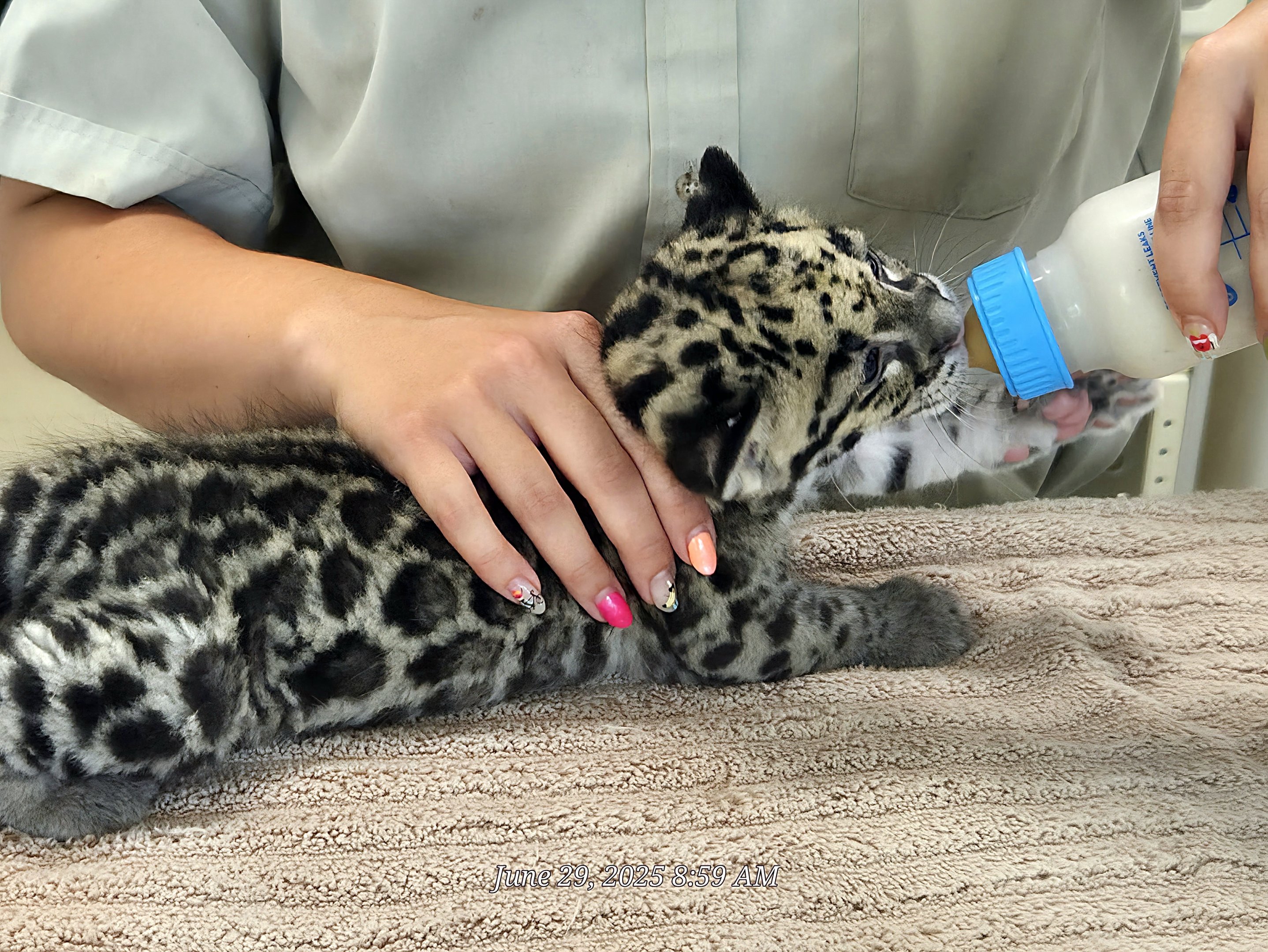 Clouded Leopard Cub -Tanganyika Wildlife Park
