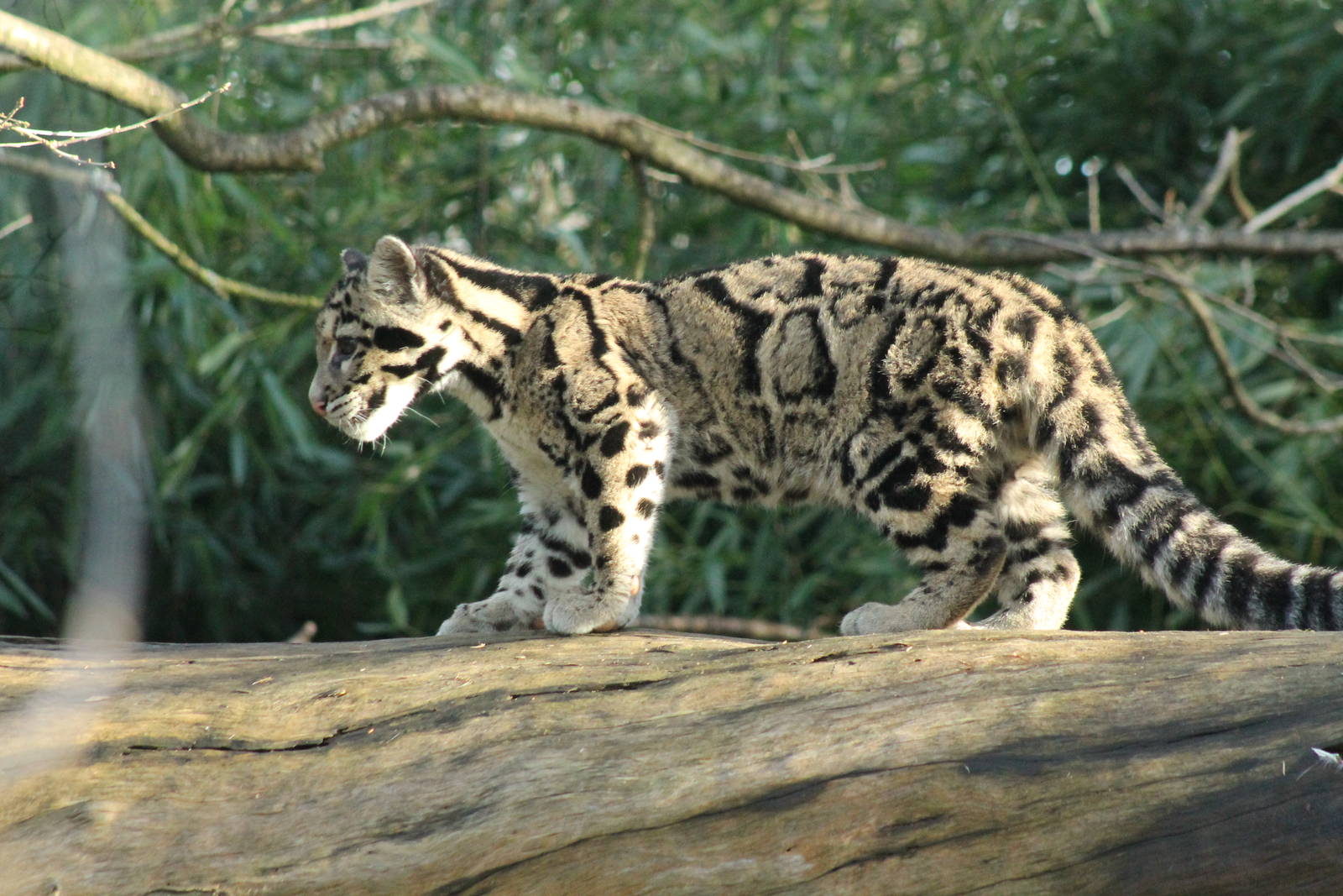 Clouded Leopard Cub