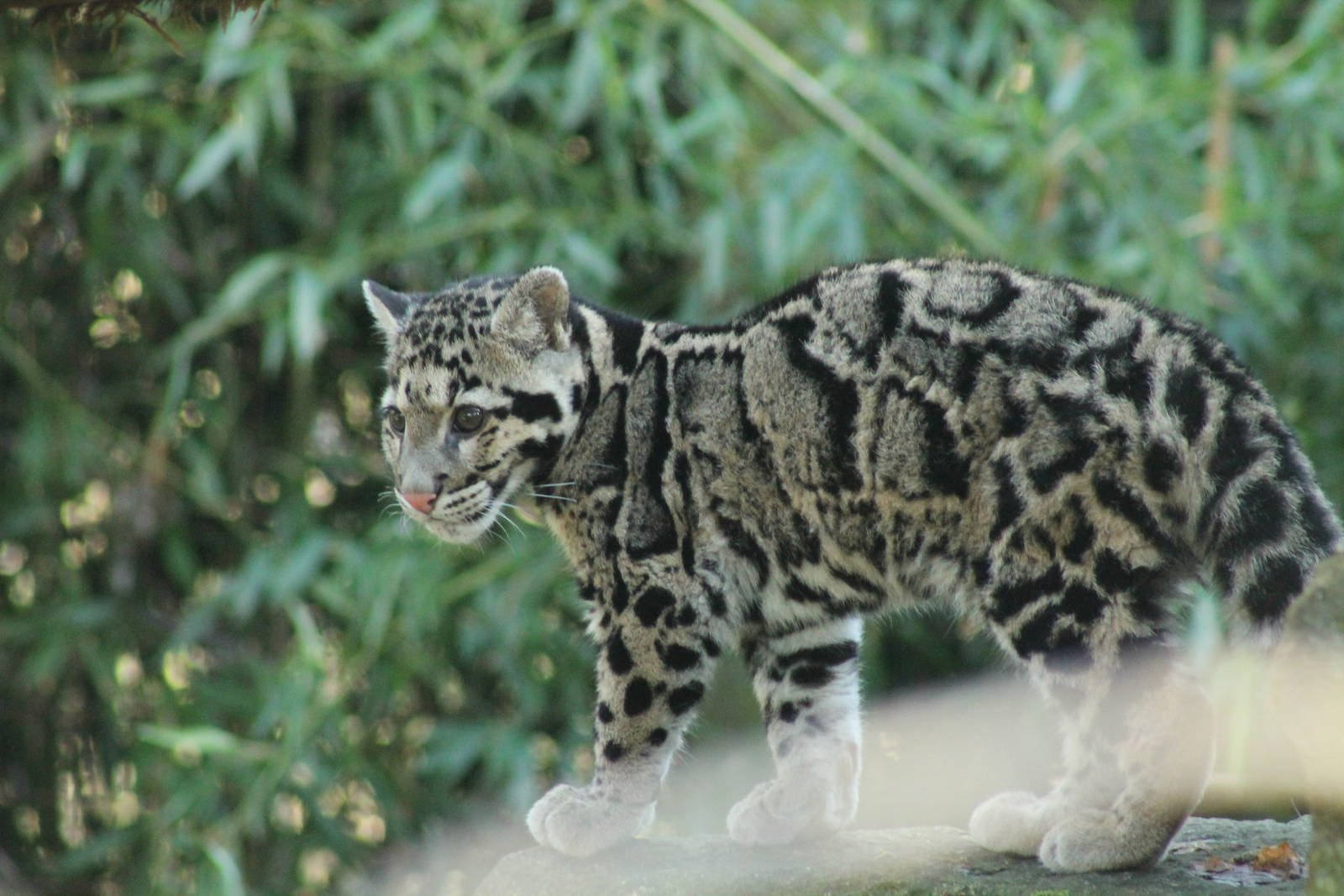 Clouded Leopard Cub