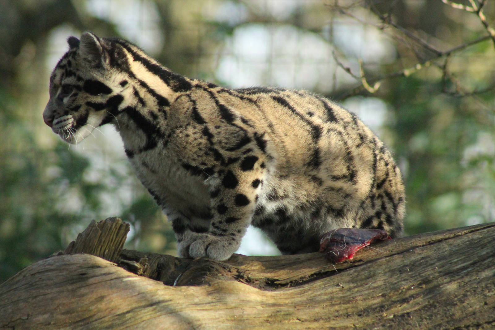 Clouded Leopard Cub