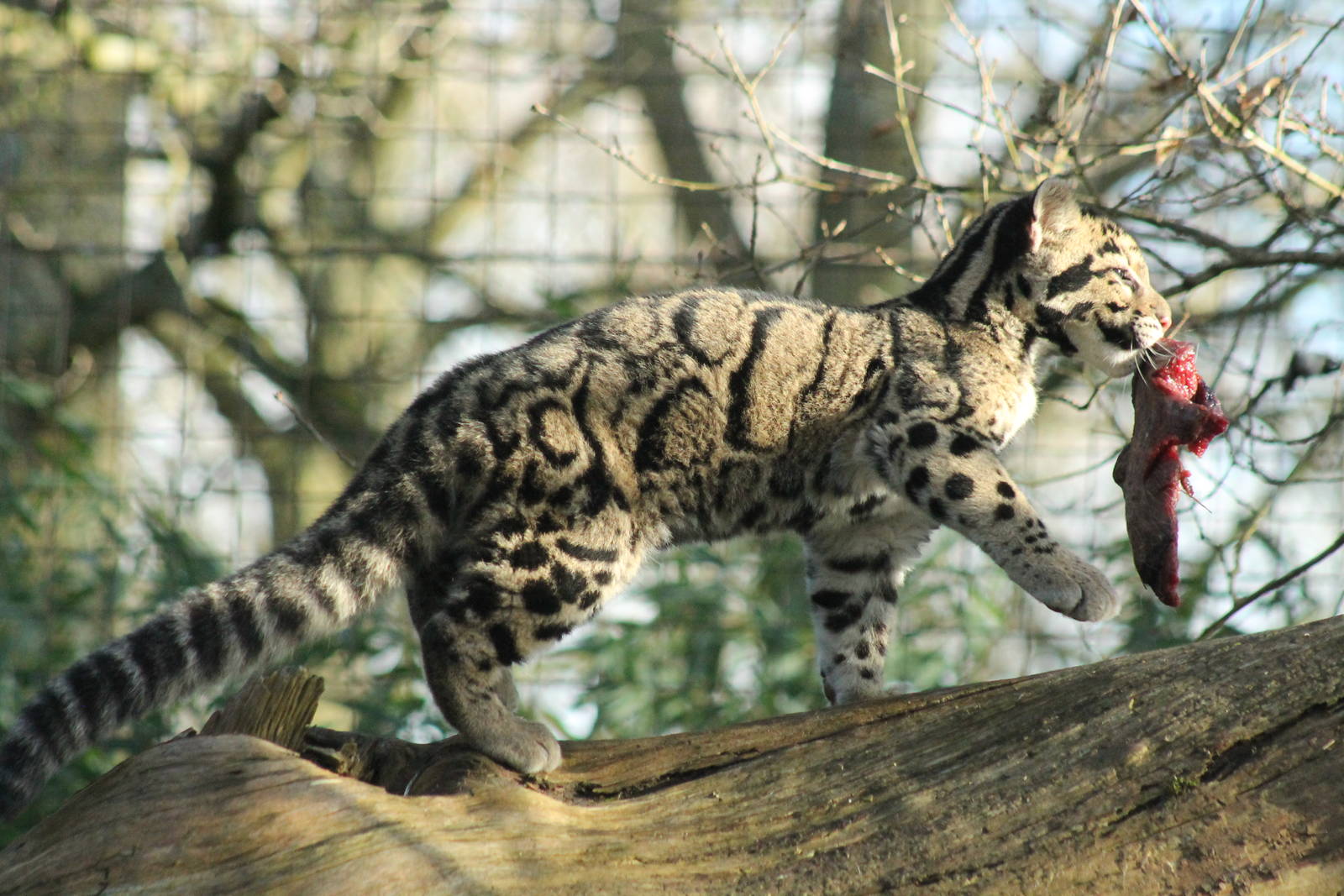 Clouded Leopard Cub