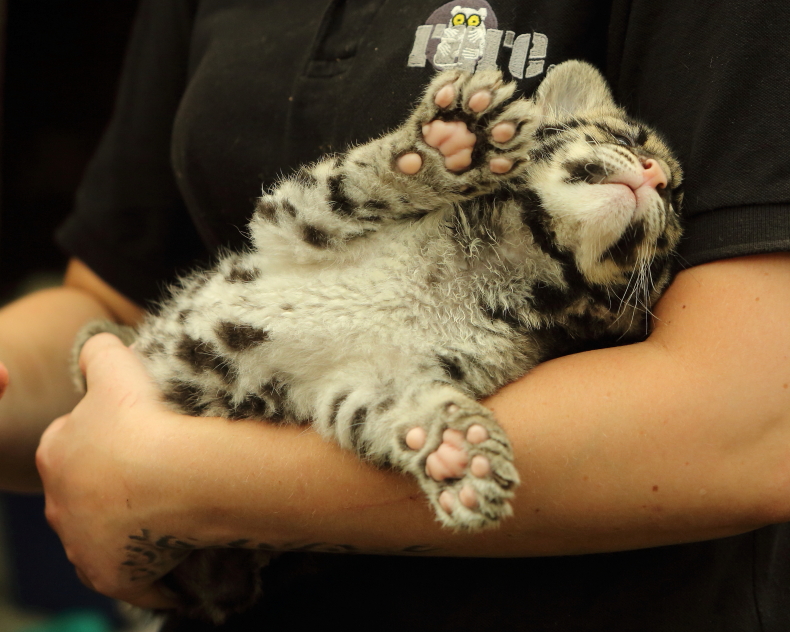 Clouded Leopard cub