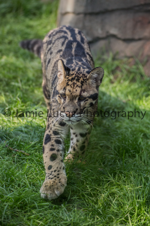 Clouded Leopard Cub