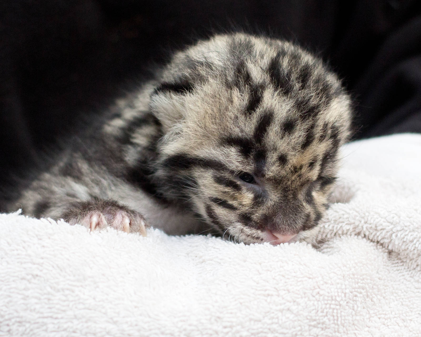 Clouded leopard cub