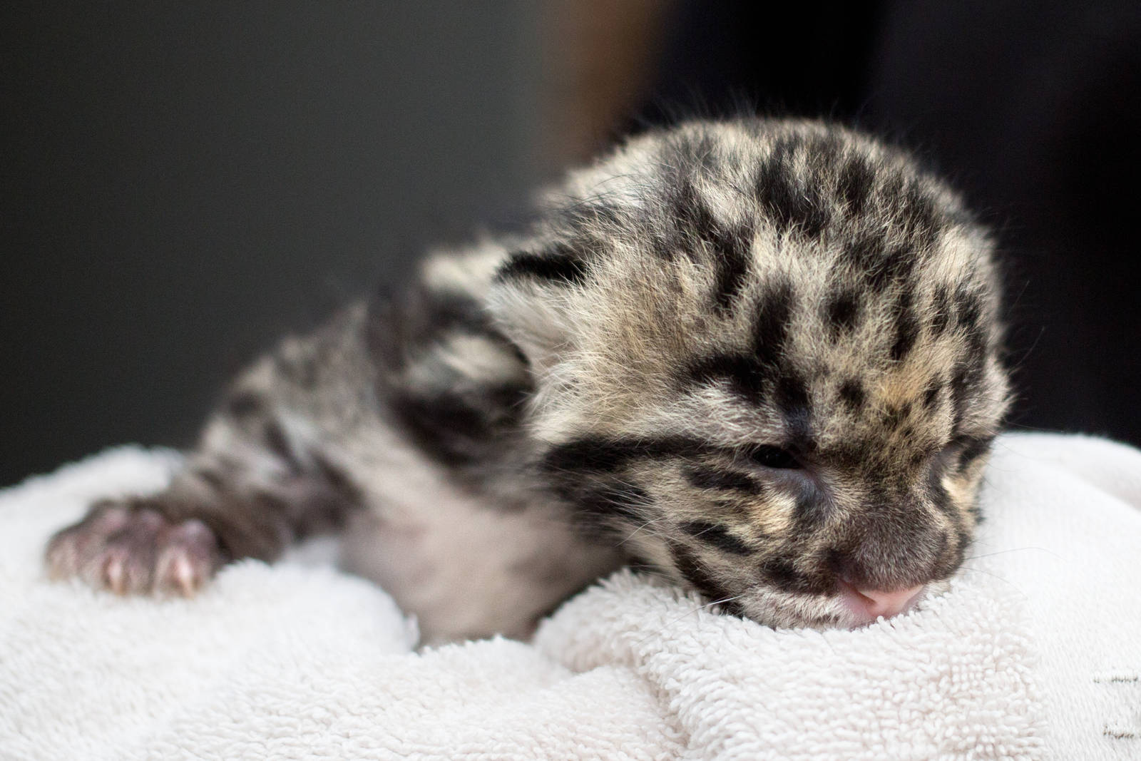 Clouded leopard cub