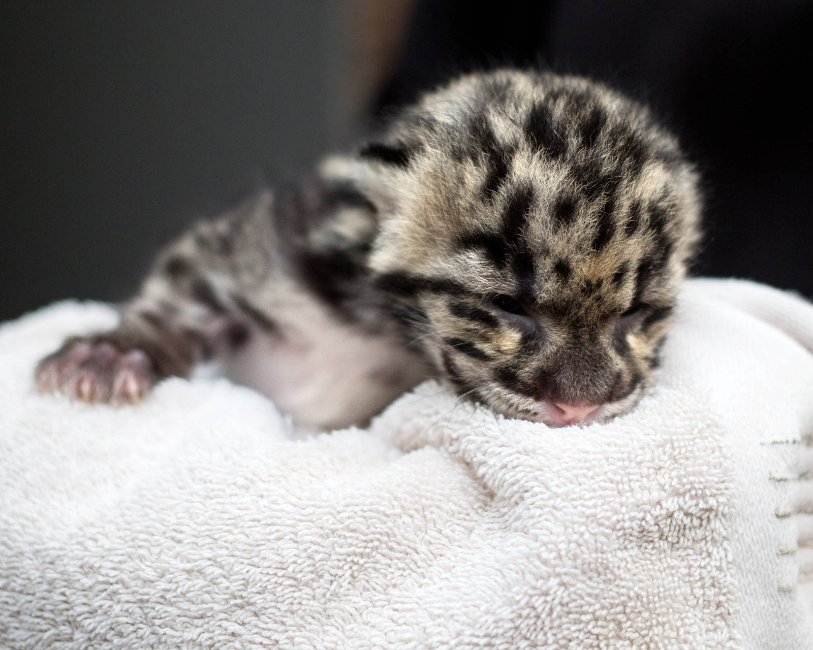 Clouded leopard cub