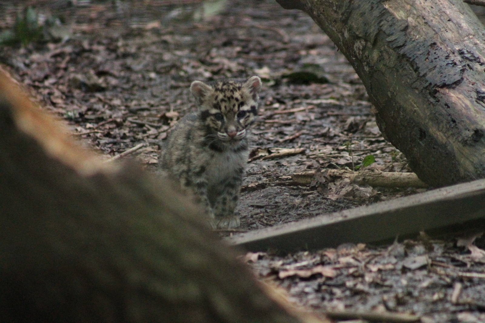 Clouded Leopard Cub