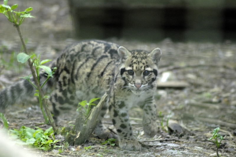 Clouded Leopard Cub