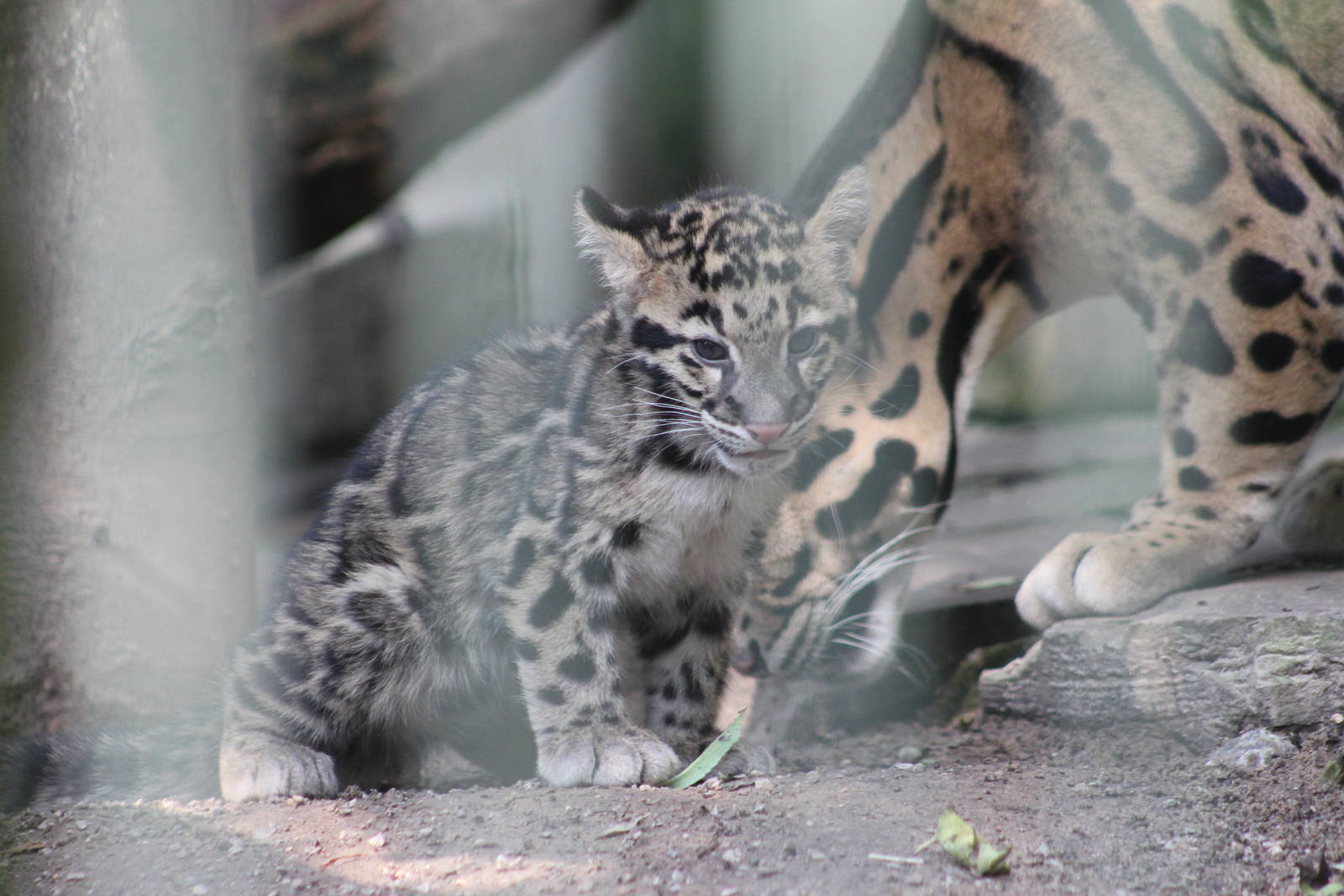 Clouded leopard cub