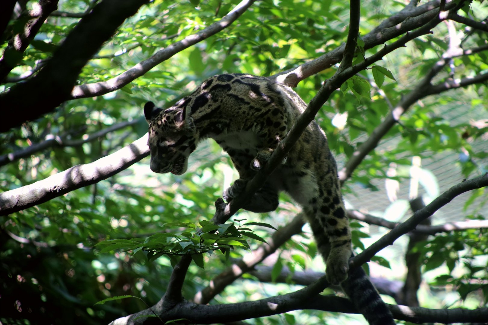 Clouded leopard cub