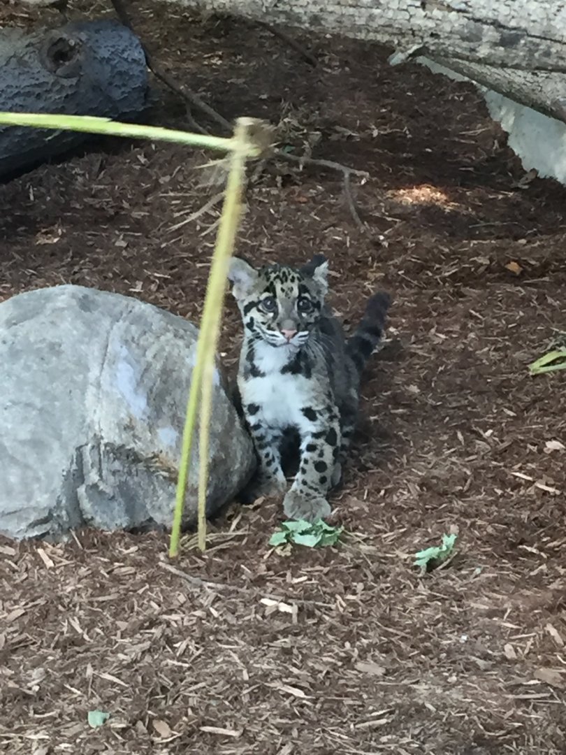Clouded Leopard Cub