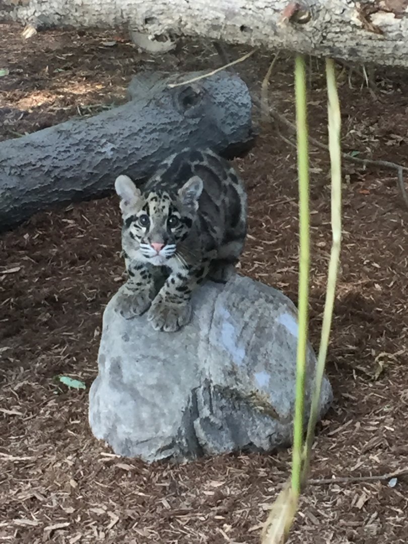 Clouded Leopard Cub