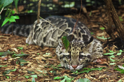 clouded leopard cub