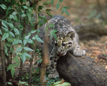 clouded leopard cub
