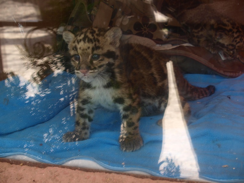 Clouded leopard cubs (April 19th, 2015)