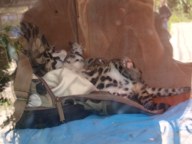 Clouded leopard cubs (April 19th, 2015)