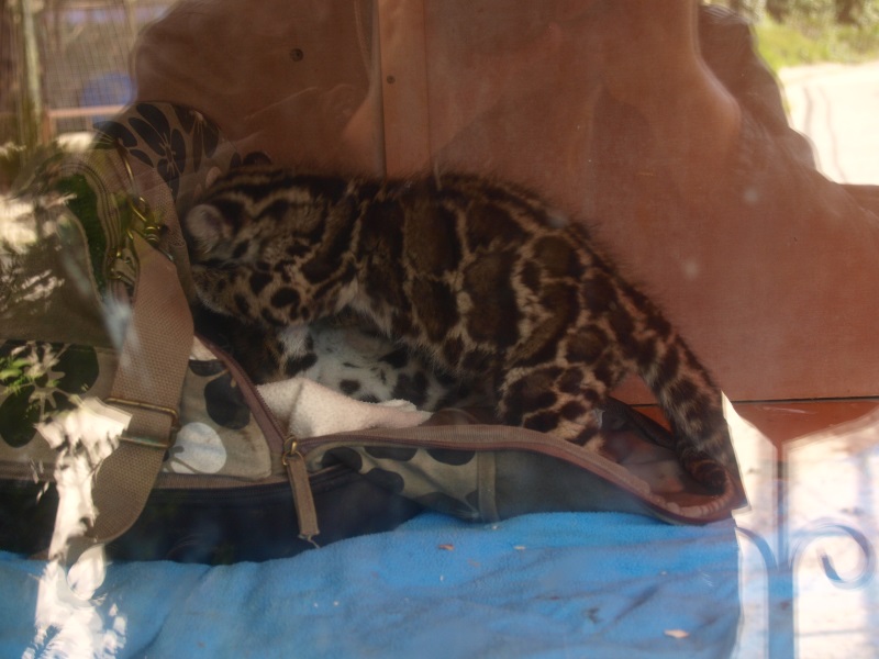 Clouded leopard cubs (April 19th, 2015)