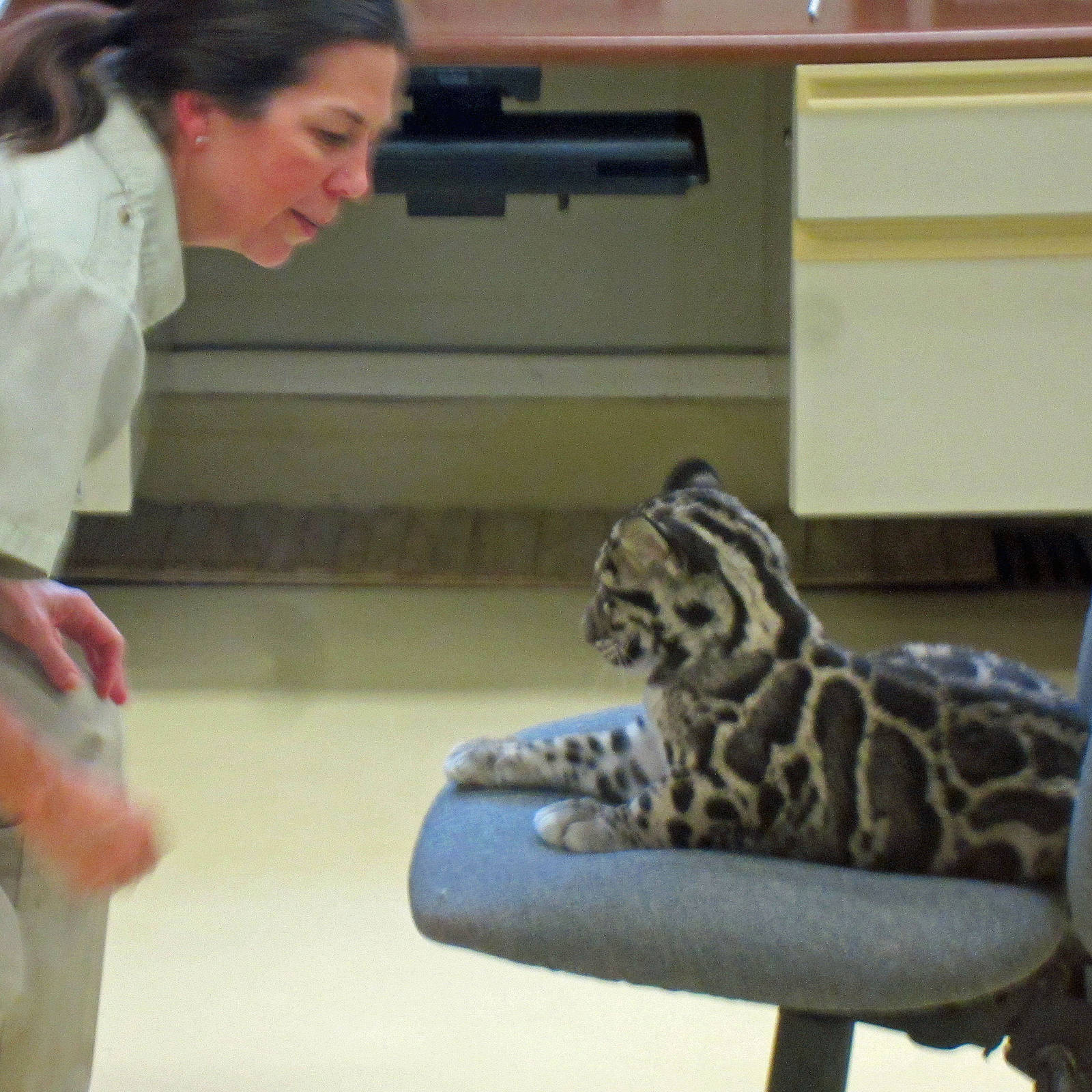 Clouded Leopard Cubs