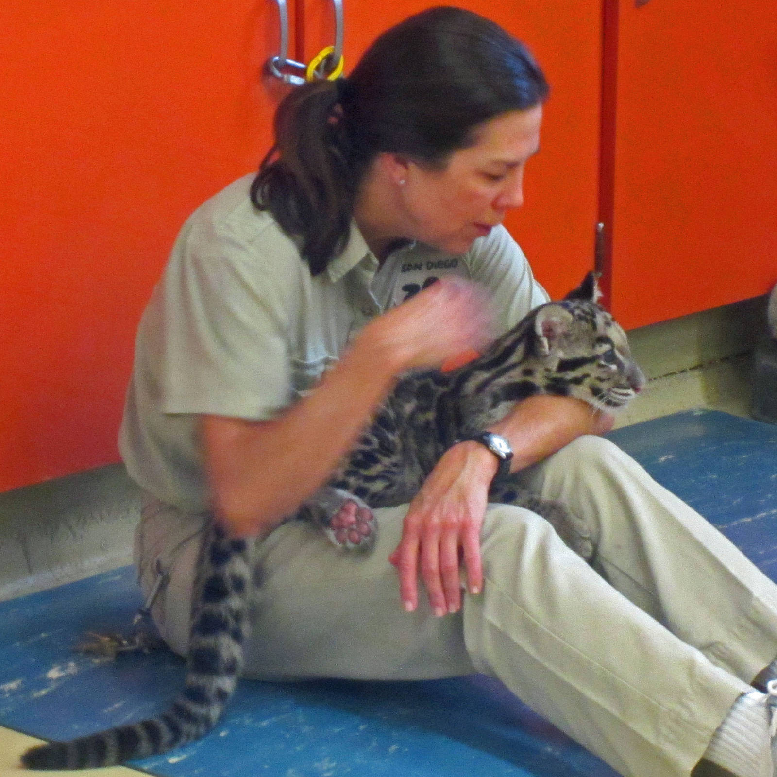 Clouded Leopard Cubs