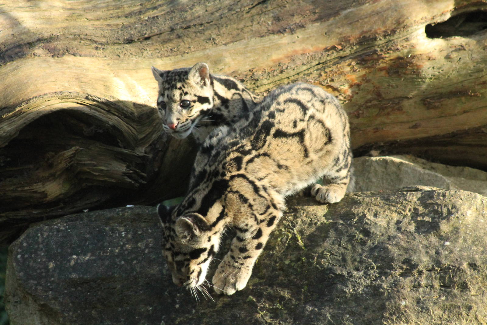 Clouded Leopard Cubs
