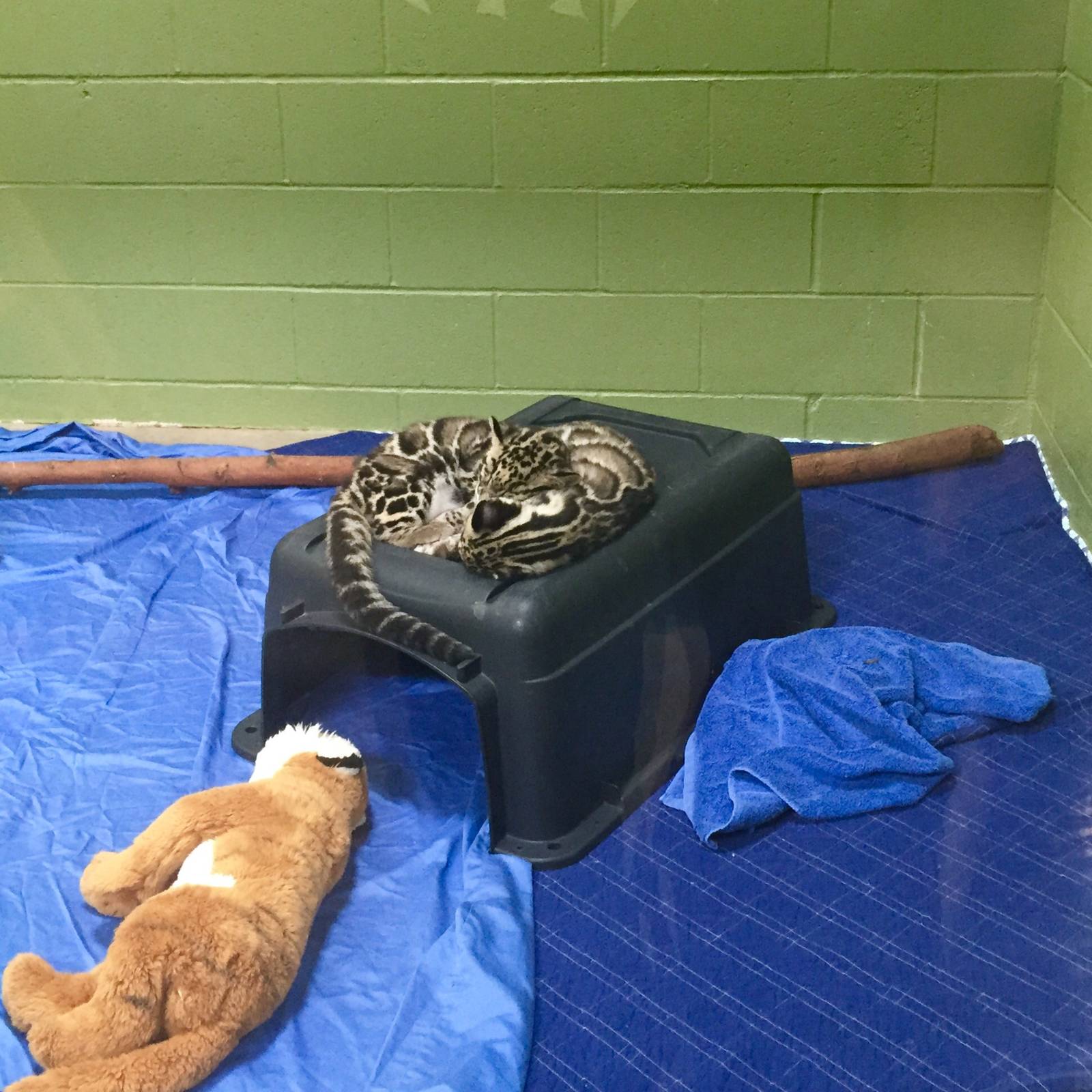 Clouded Leopard Cubs