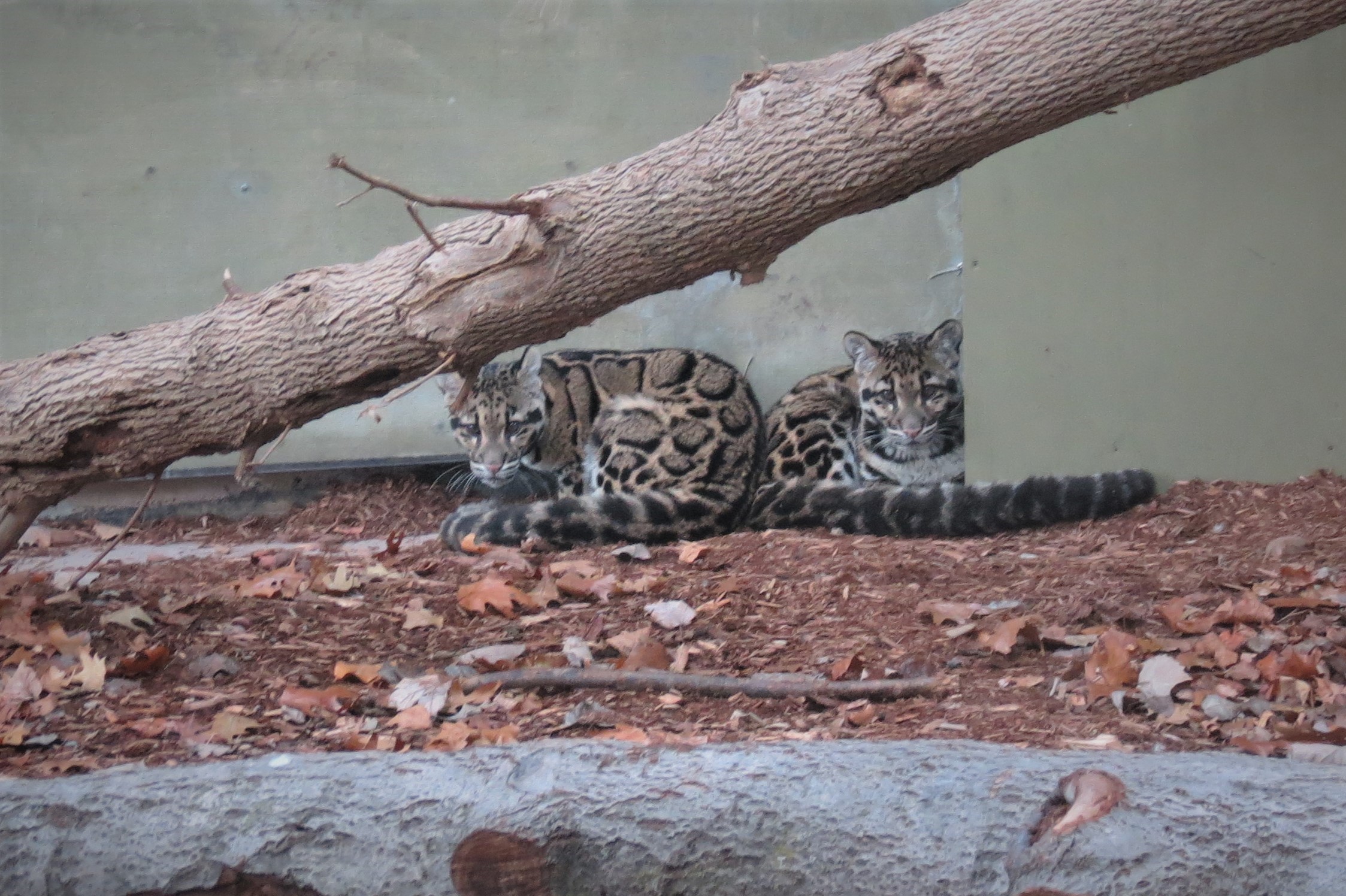 Clouded Leopard cubs
