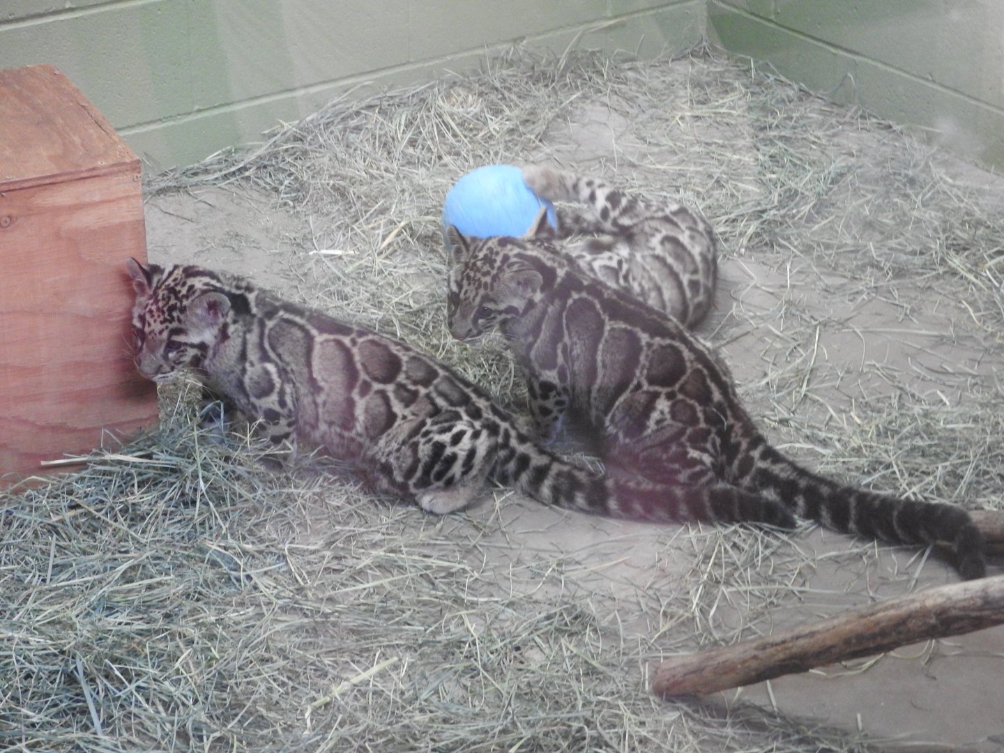 Clouded Leopard cubs