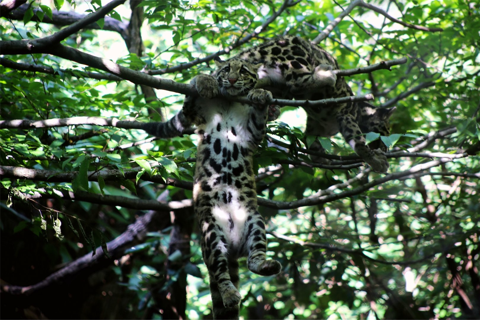 Clouded leopard cubs
