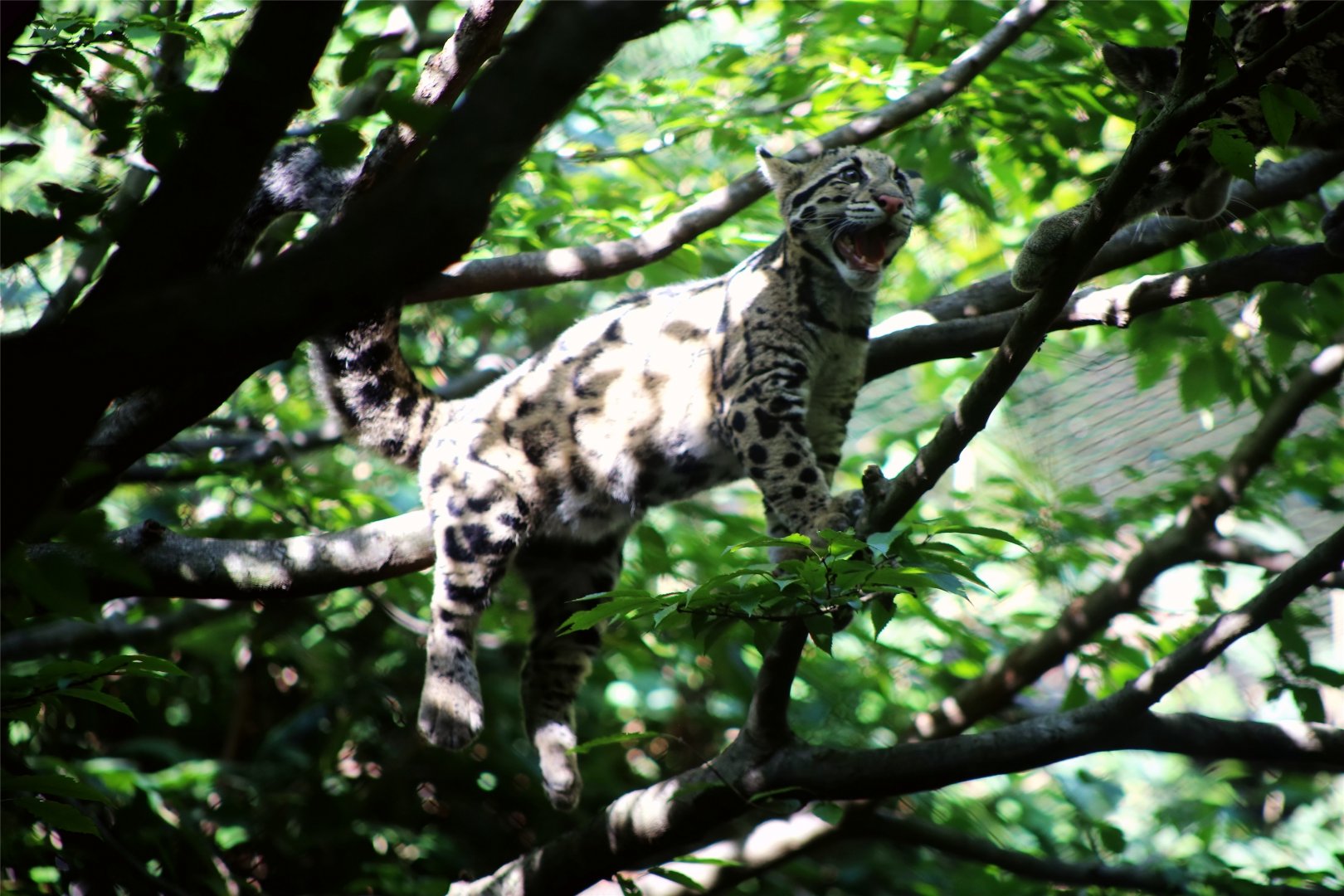 Clouded leopard cubs