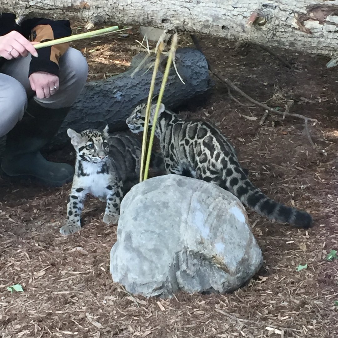 Clouded Leopard Cubs