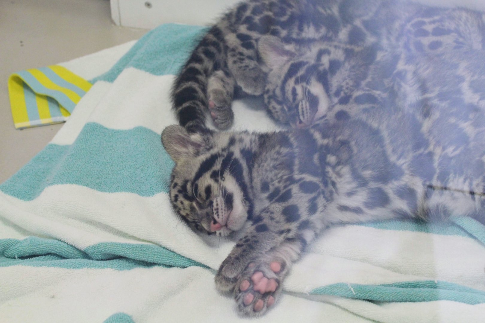 Clouded Leopard cubs