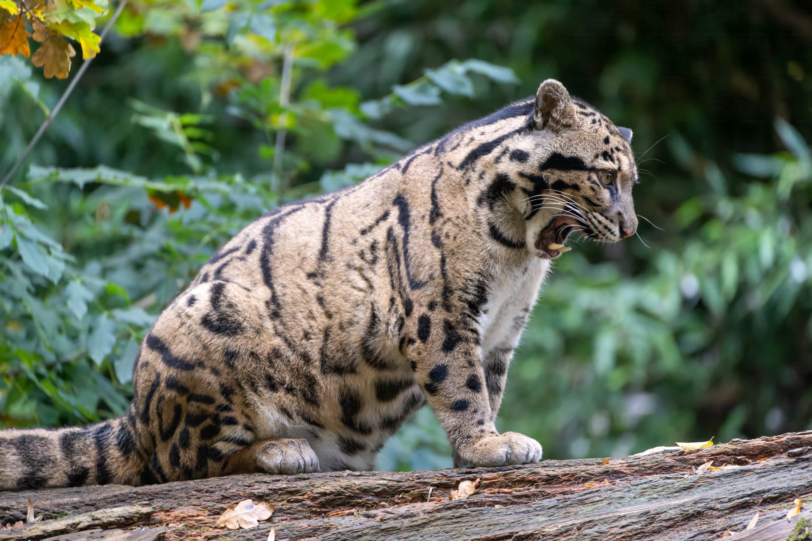 Clouded leopard, CWP, UK