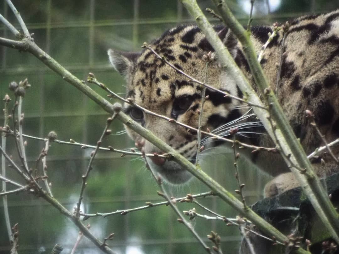 Clouded Leopard - CWP