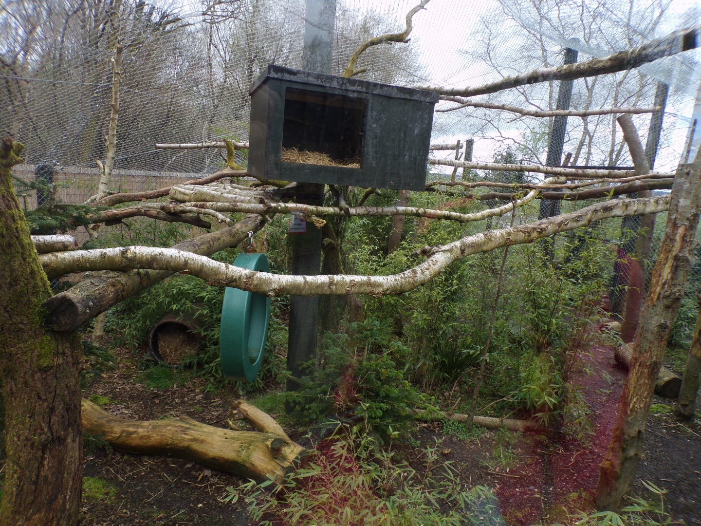 Clouded leopard enclosure 12.4.24