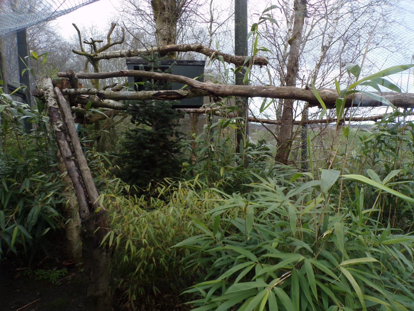 Clouded leopard enclosure 12.4.24