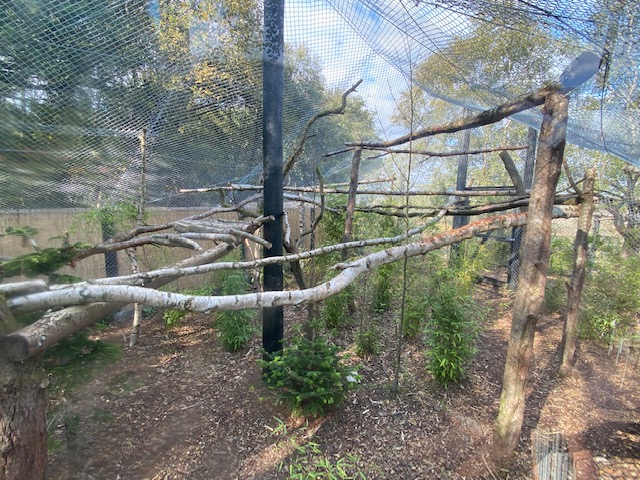 Clouded leopard enclosure 200922