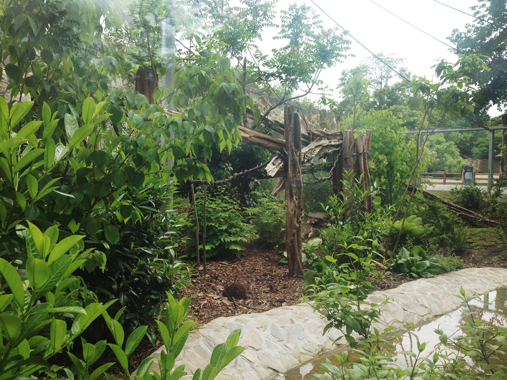 Clouded leopard enclosure 21/05/2019