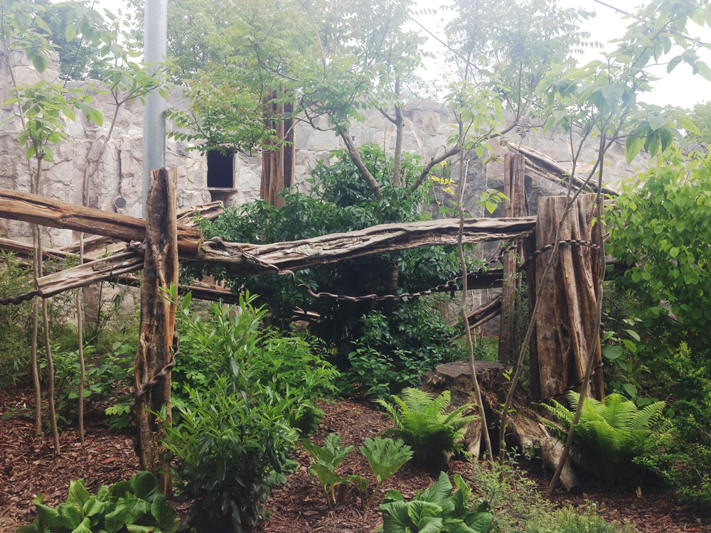 Clouded leopard enclosure 21/05/2019