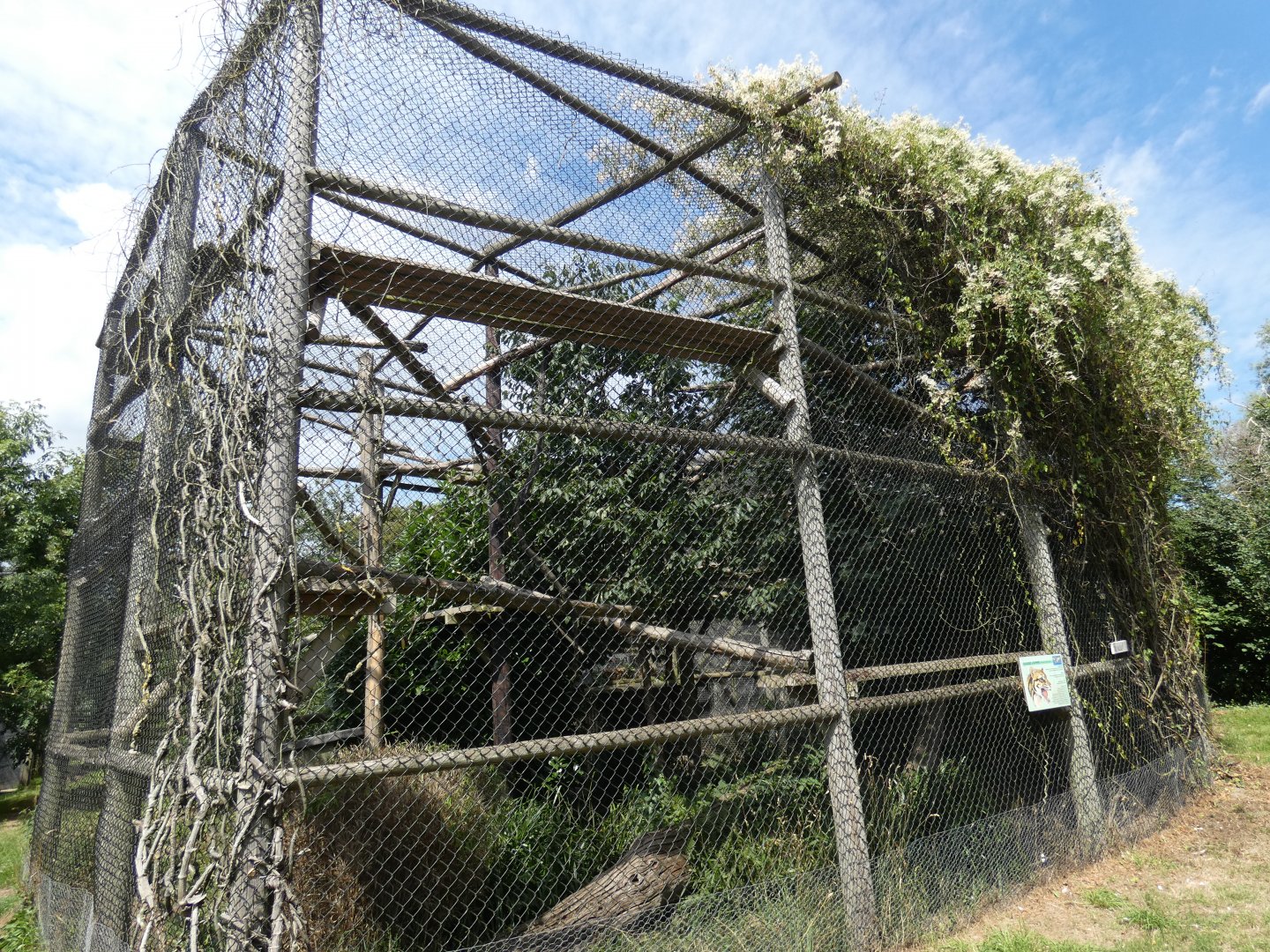 Clouded Leopard enclosure (3)