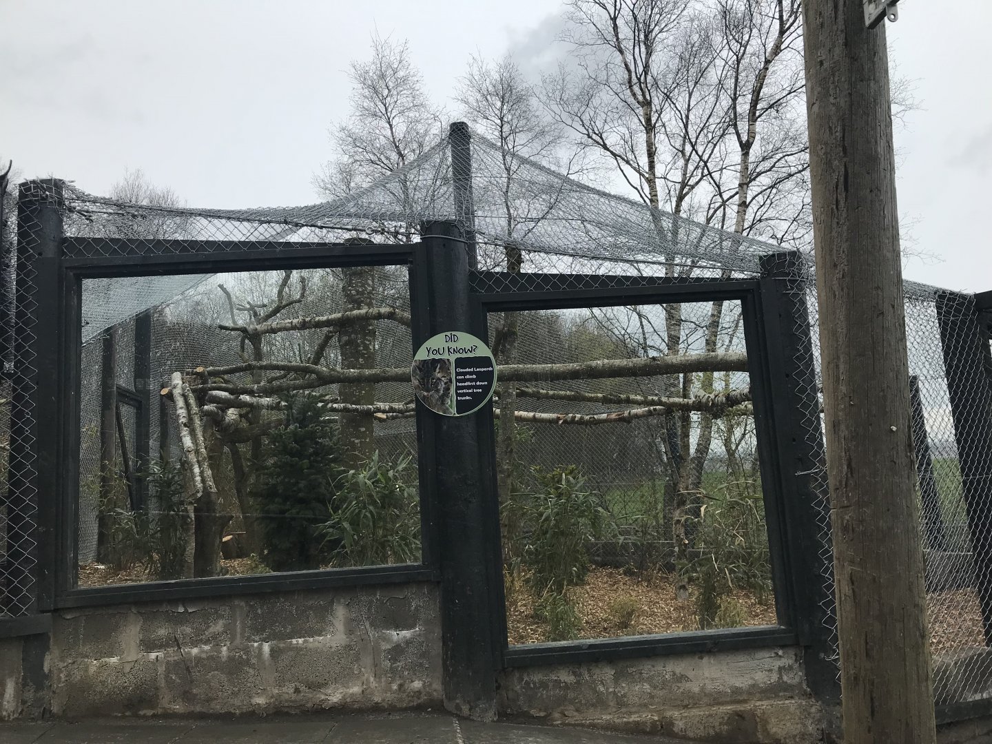 Clouded leopard enclosure (3)