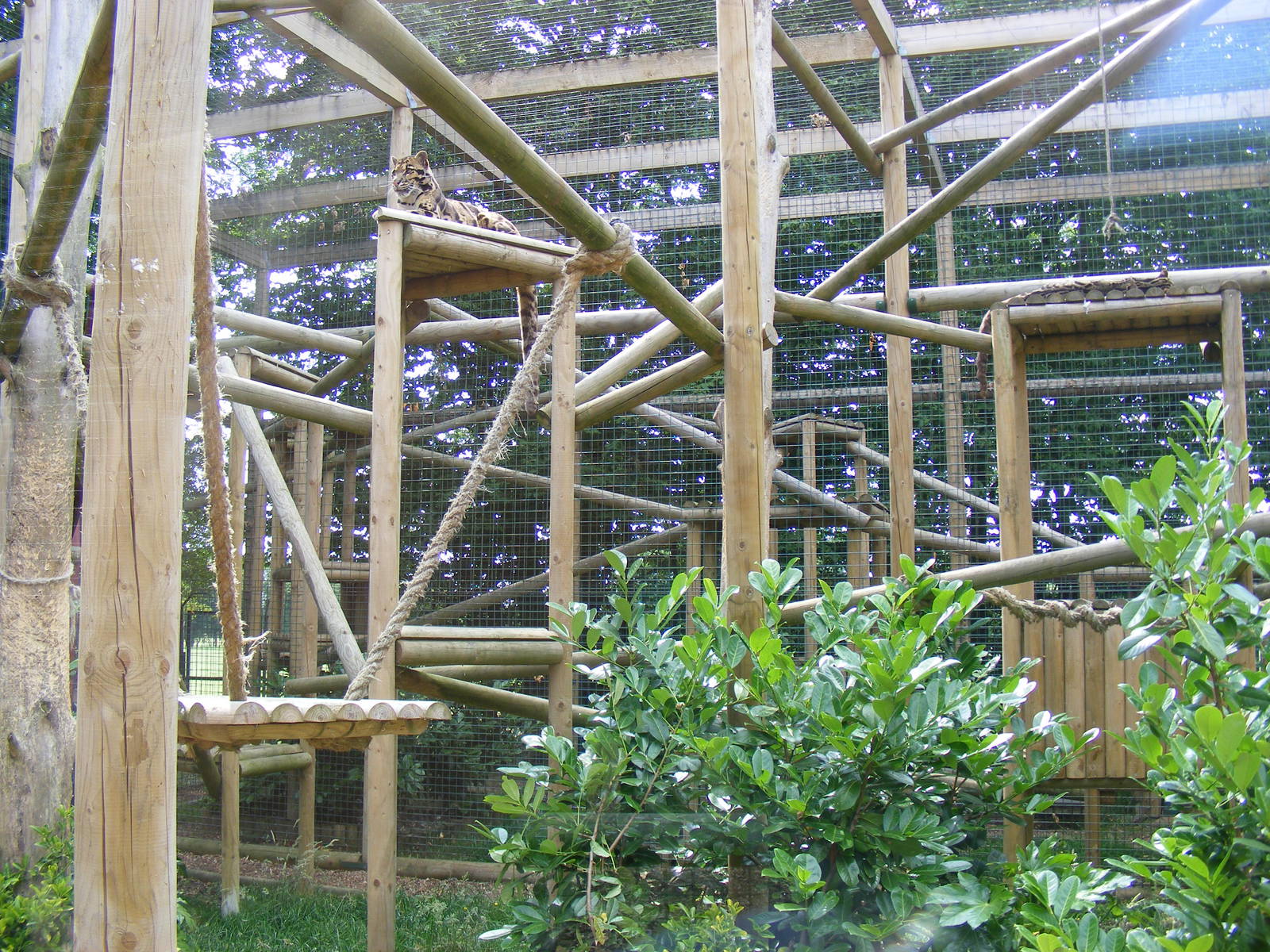 Clouded leopard enclosure at WHF, 3 July 2011