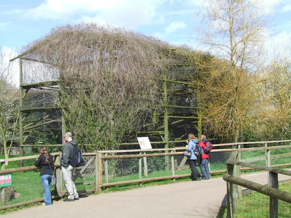 Clouded Leopard enclosure (cage)