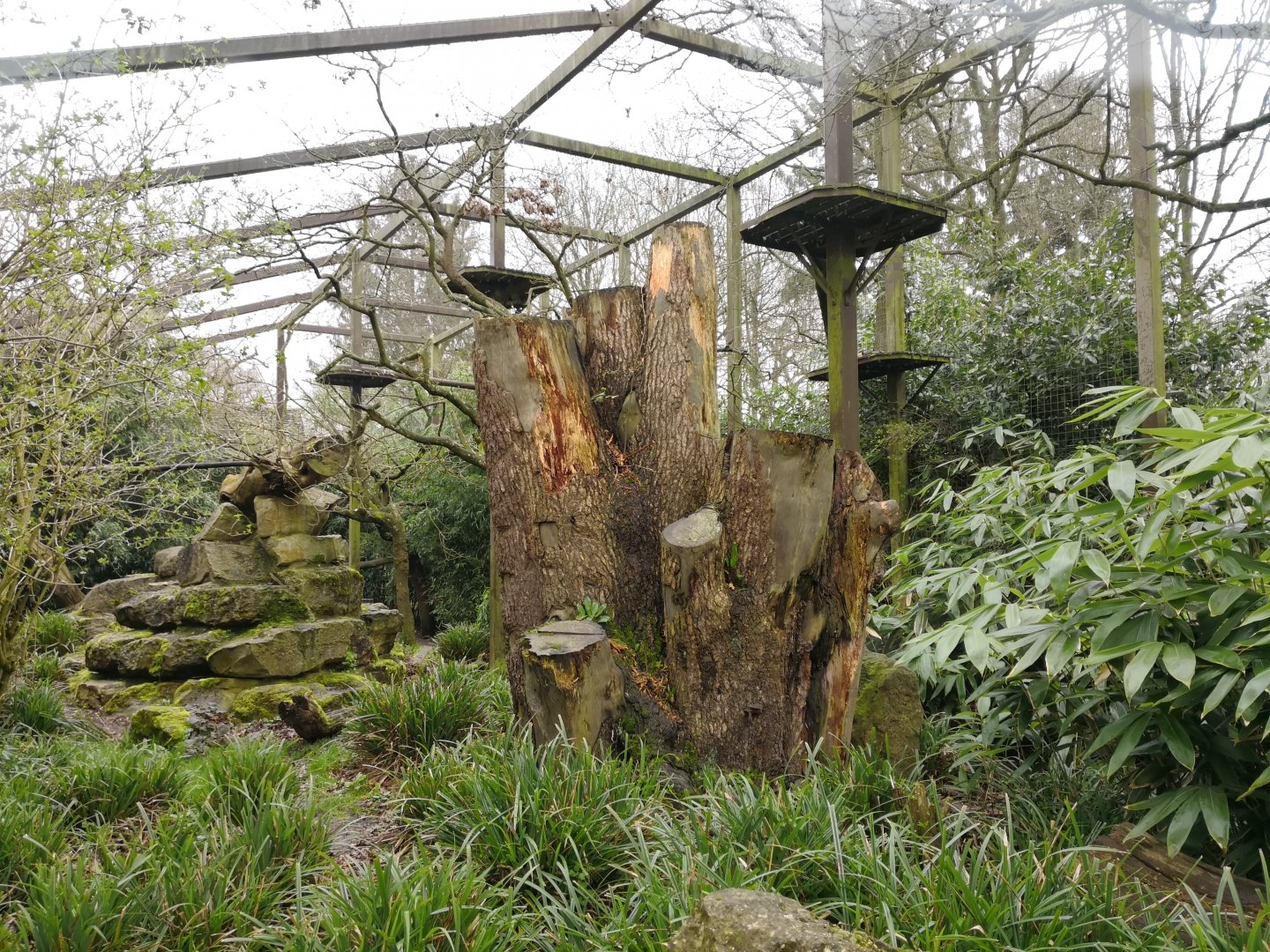 Clouded Leopard Enclosure - CWP