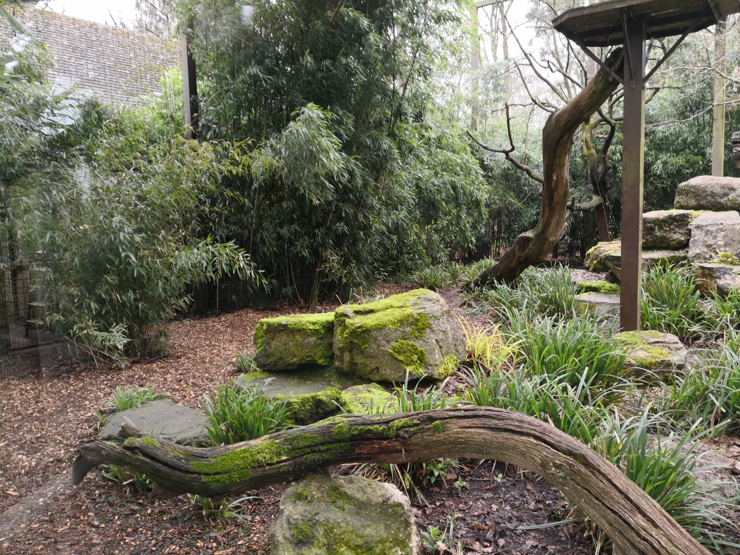 Clouded Leopard Enclosure - CWP