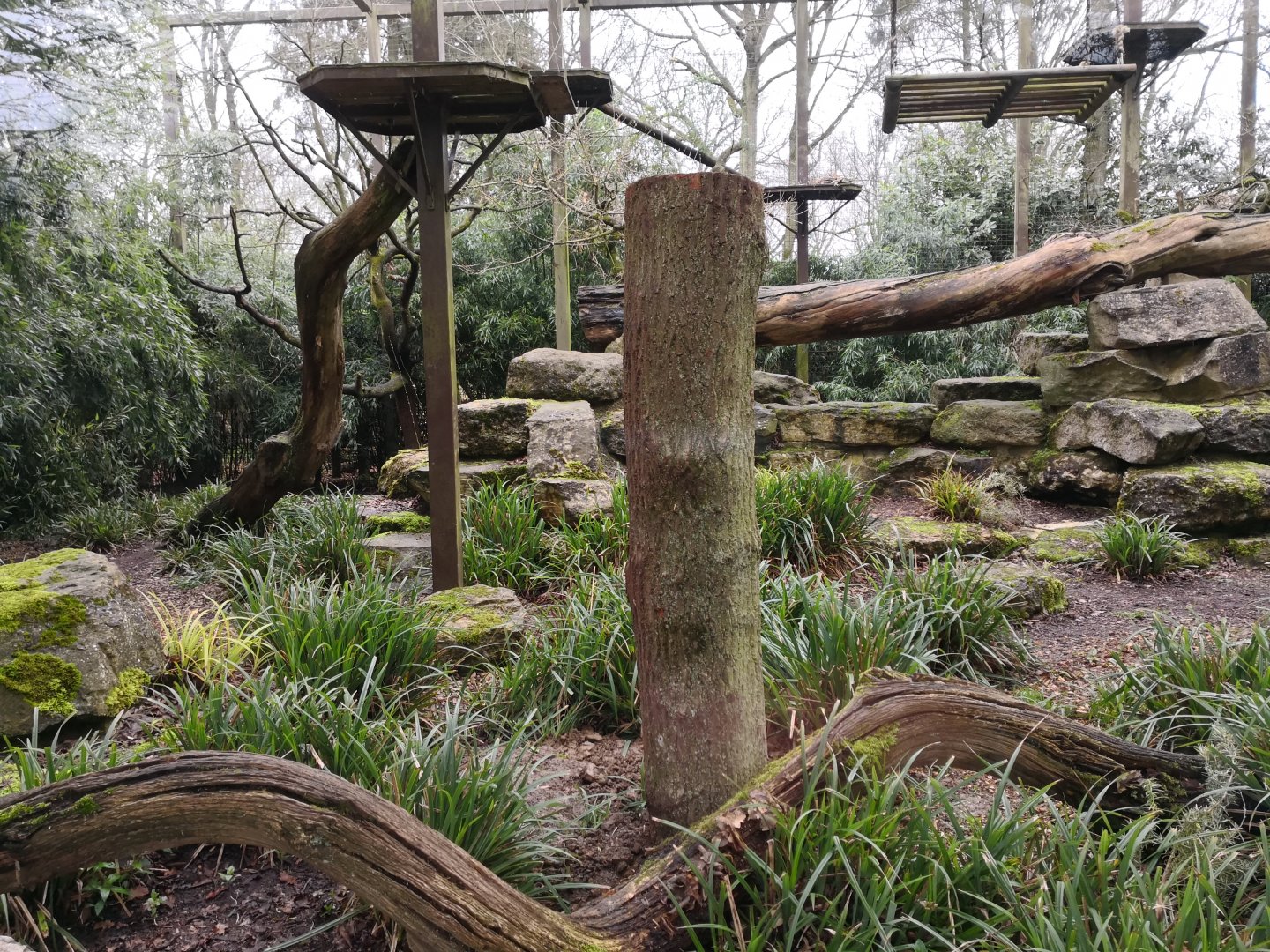 Clouded Leopard Enclosure - CWP