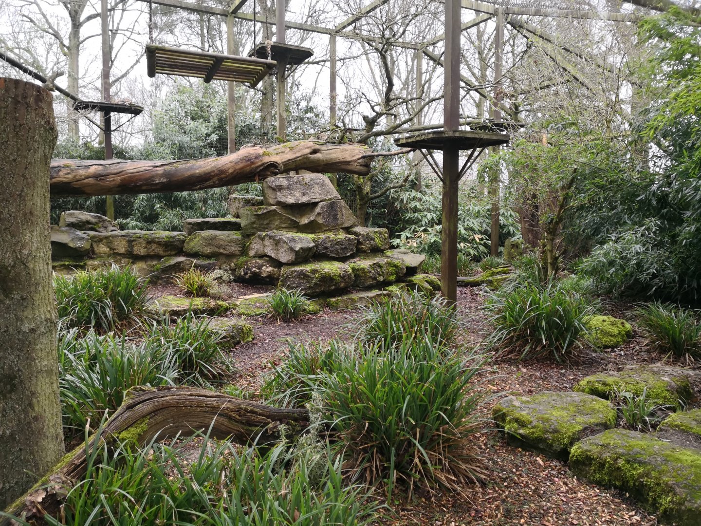 Clouded Leopard Enclosure - CWP